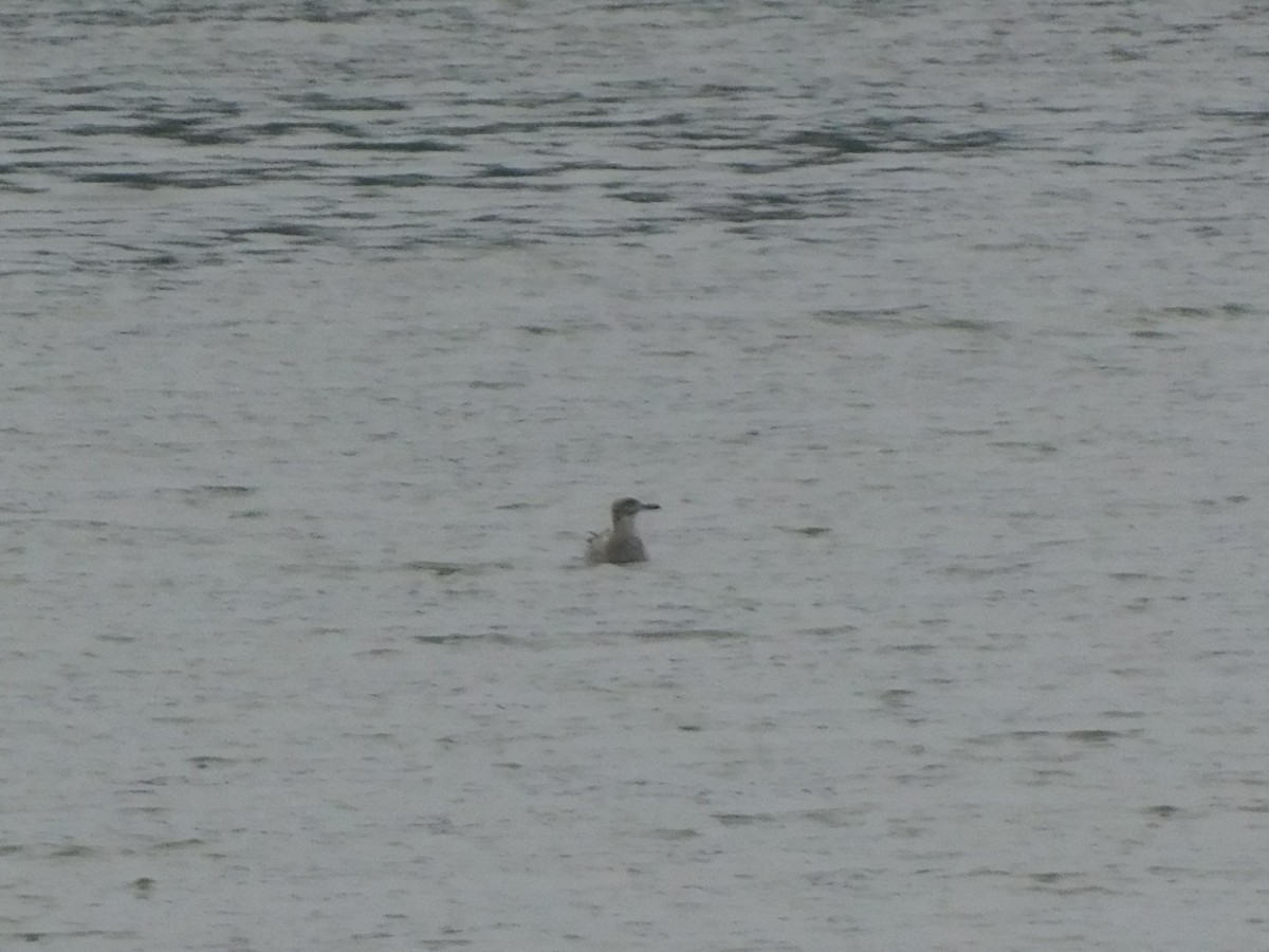 American Herring Gull - ML647525761