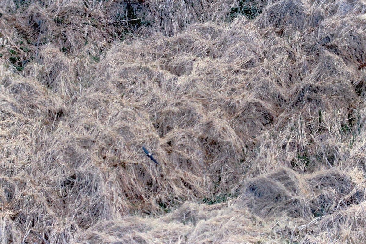White-throated Needletail - ML647525792