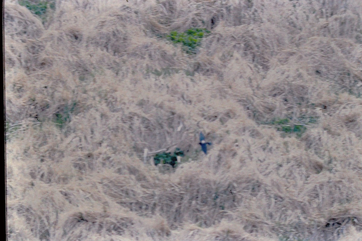 White-throated Needletail - ML647525797