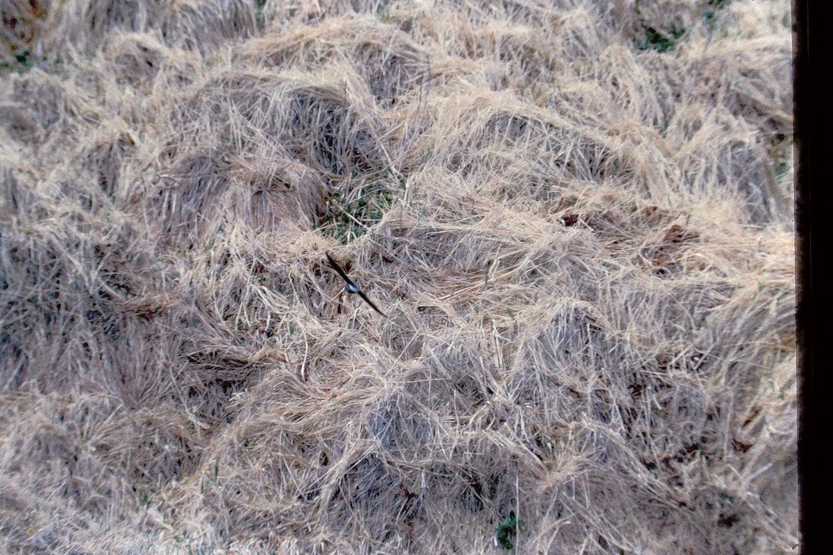 White-throated Needletail - ML647525806