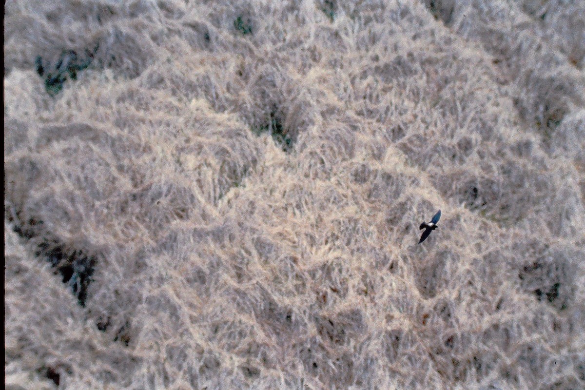 White-throated Needletail - ML647525812