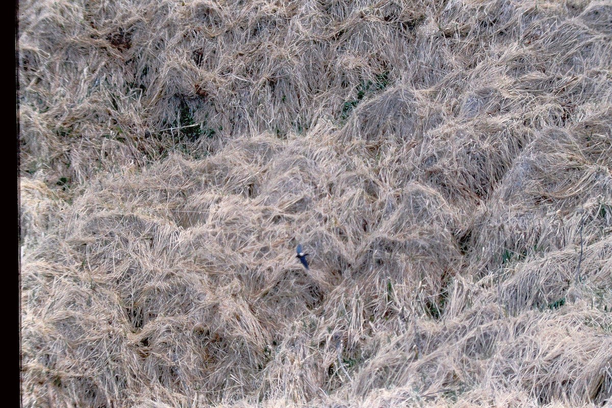 White-throated Needletail - ML647525833