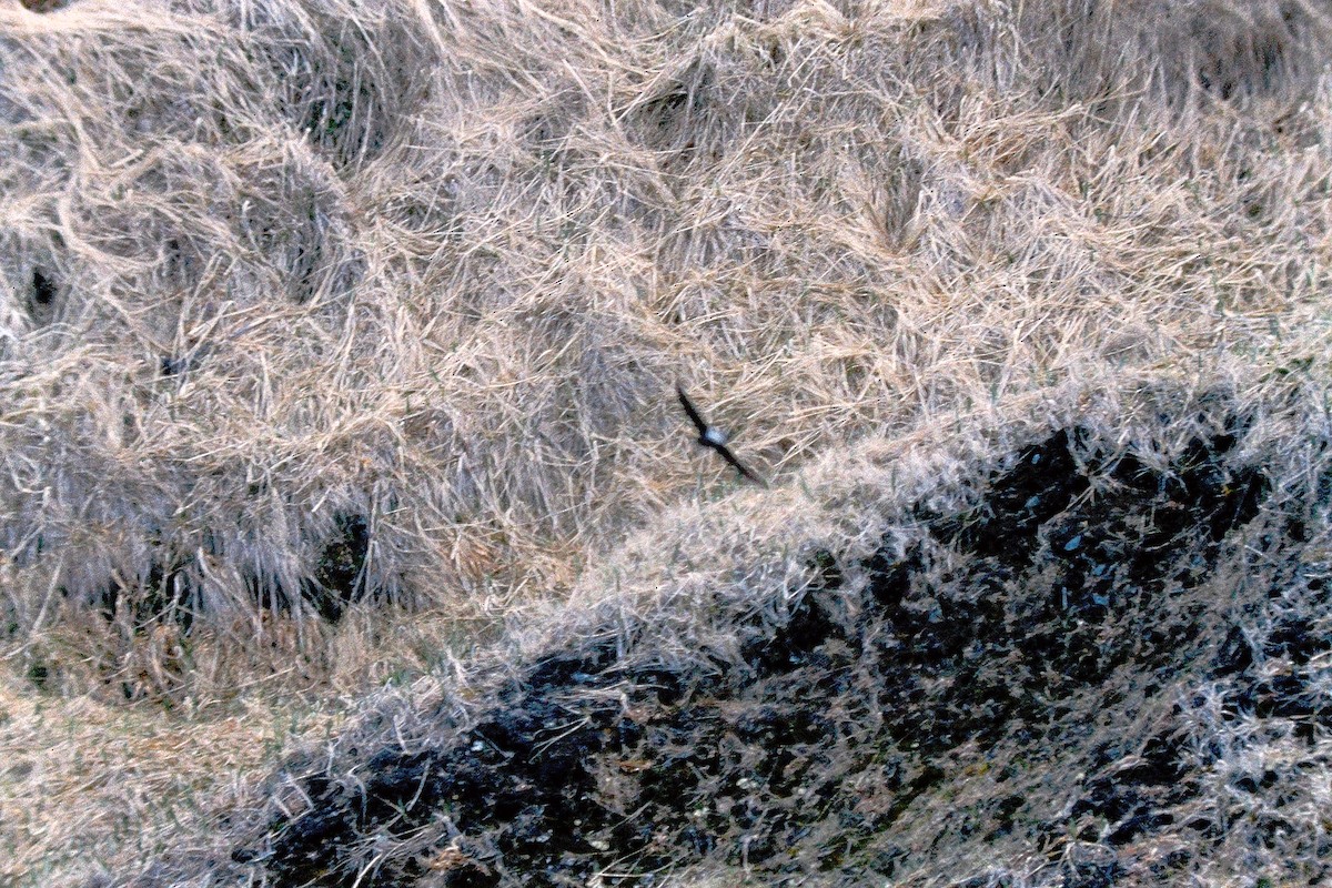 White-throated Needletail - ML647525834