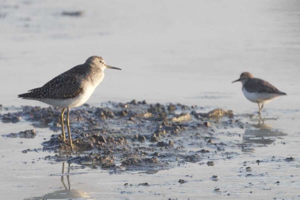 Wood Sandpiper - ML647525869