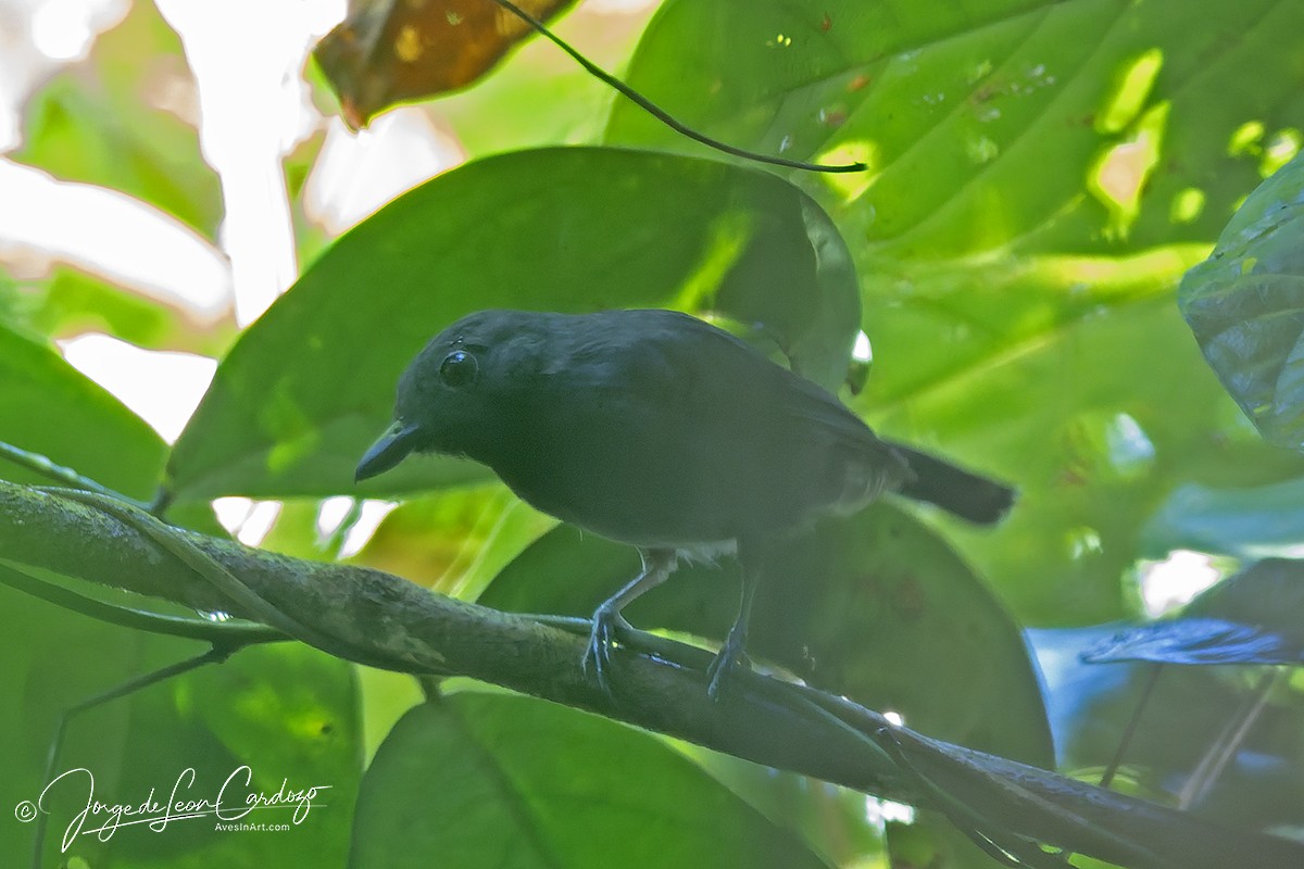 Saturnine Antshrike - ML647525873