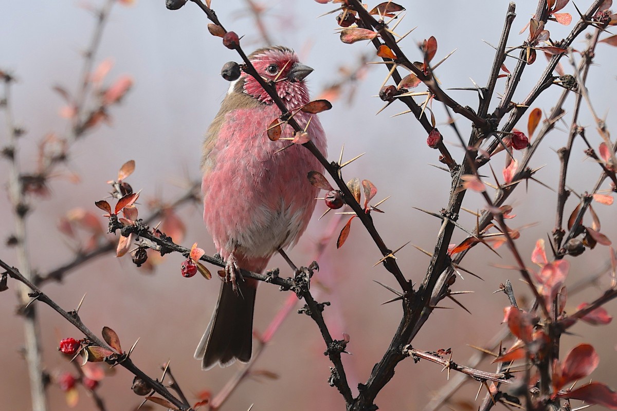 Chinese White-browed Rosefinch - ML647525891