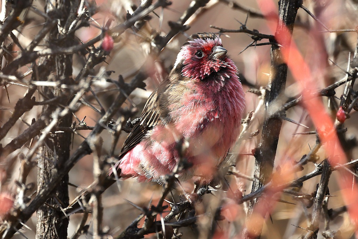 Chinese White-browed Rosefinch - ML647525892