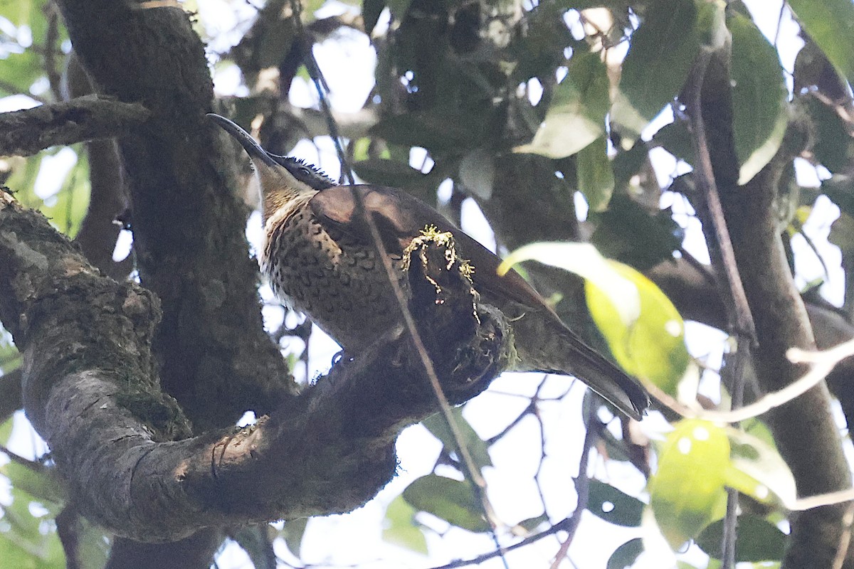 Paradise Riflebird - ML647525914