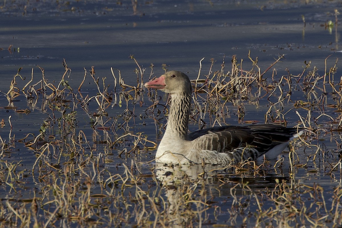 Graylag Goose (Siberian) - ML647525924