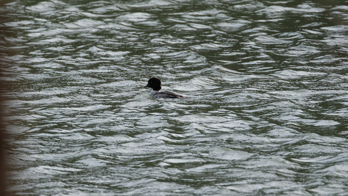 Murgilari islandiarra - ML647525925