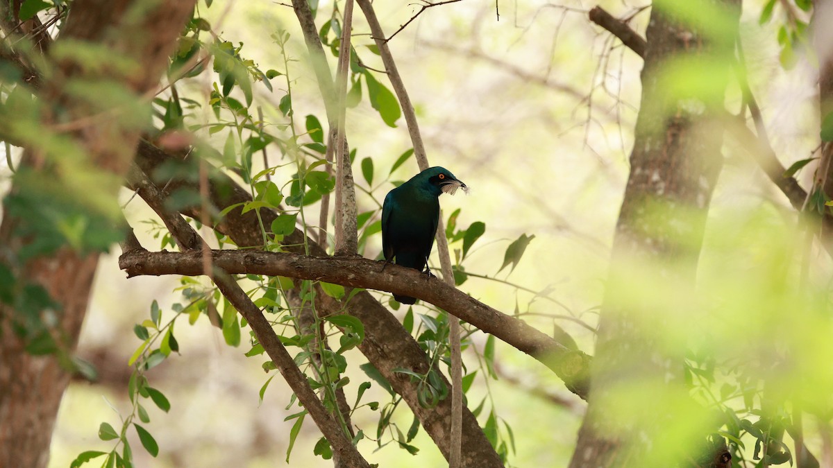 leskoptev kovová - ML647525926