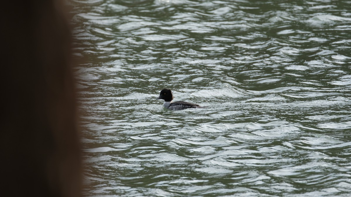 Murgilari islandiarra - ML647525927