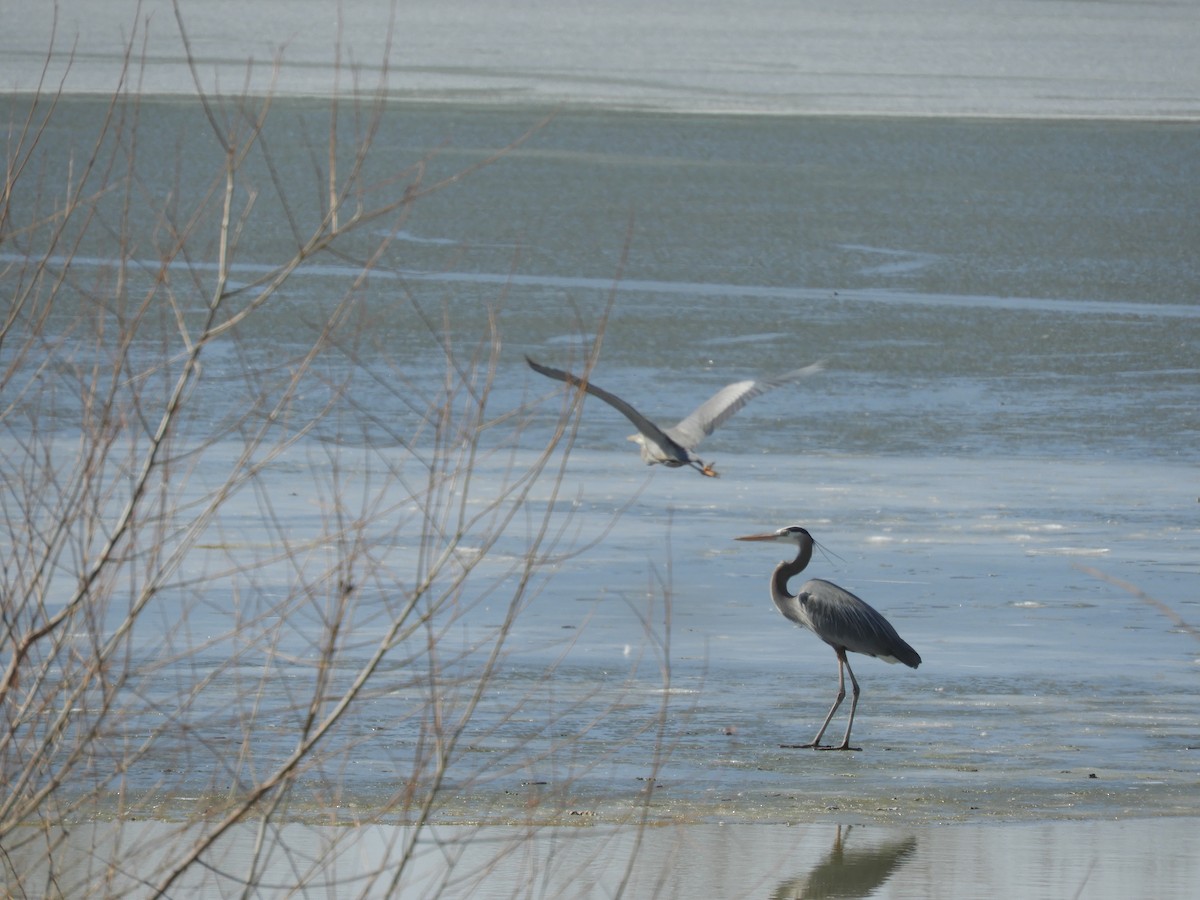 Great Blue Heron - ML647525930