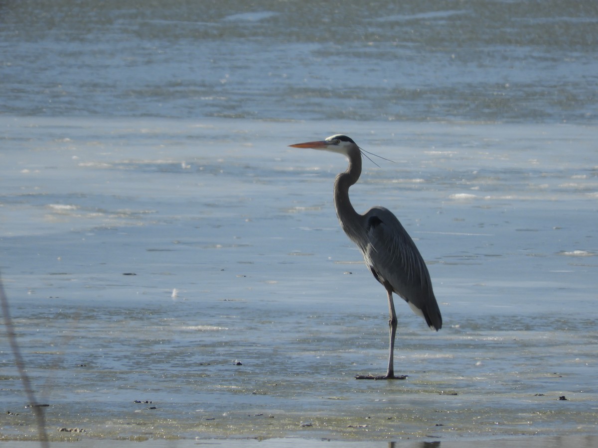 Great Blue Heron - ML647525931