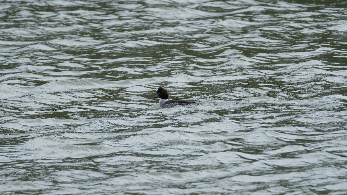 Murgilari islandiarra - ML647525932