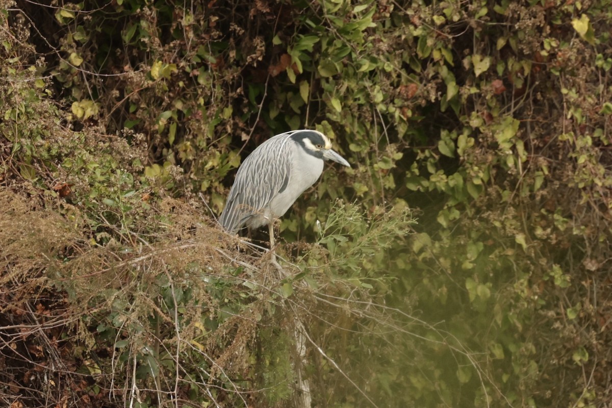 Yellow-crowned Night Heron - ML647525935