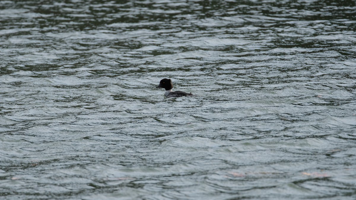 Murgilari islandiarra - ML647525938