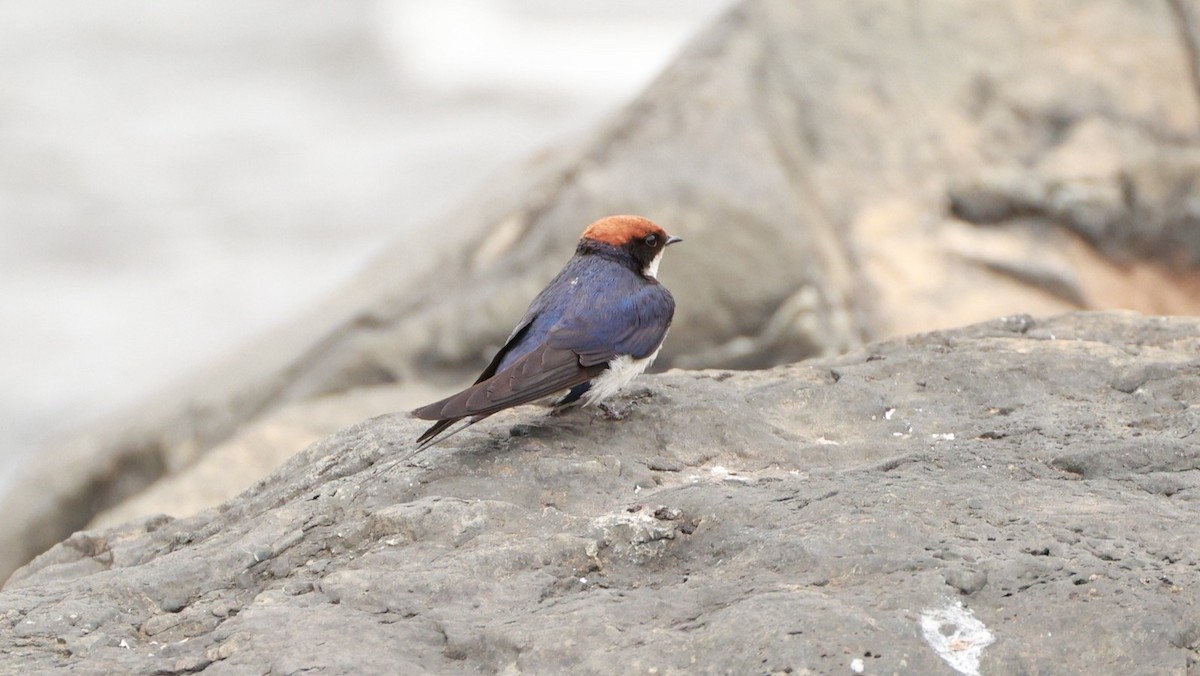 Wire-tailed Swallow - ML647525939