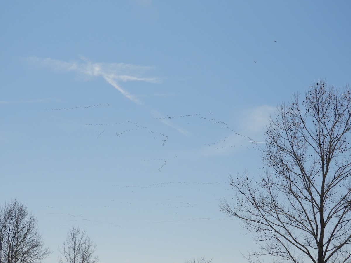 小加拿大雁 - ML647525949