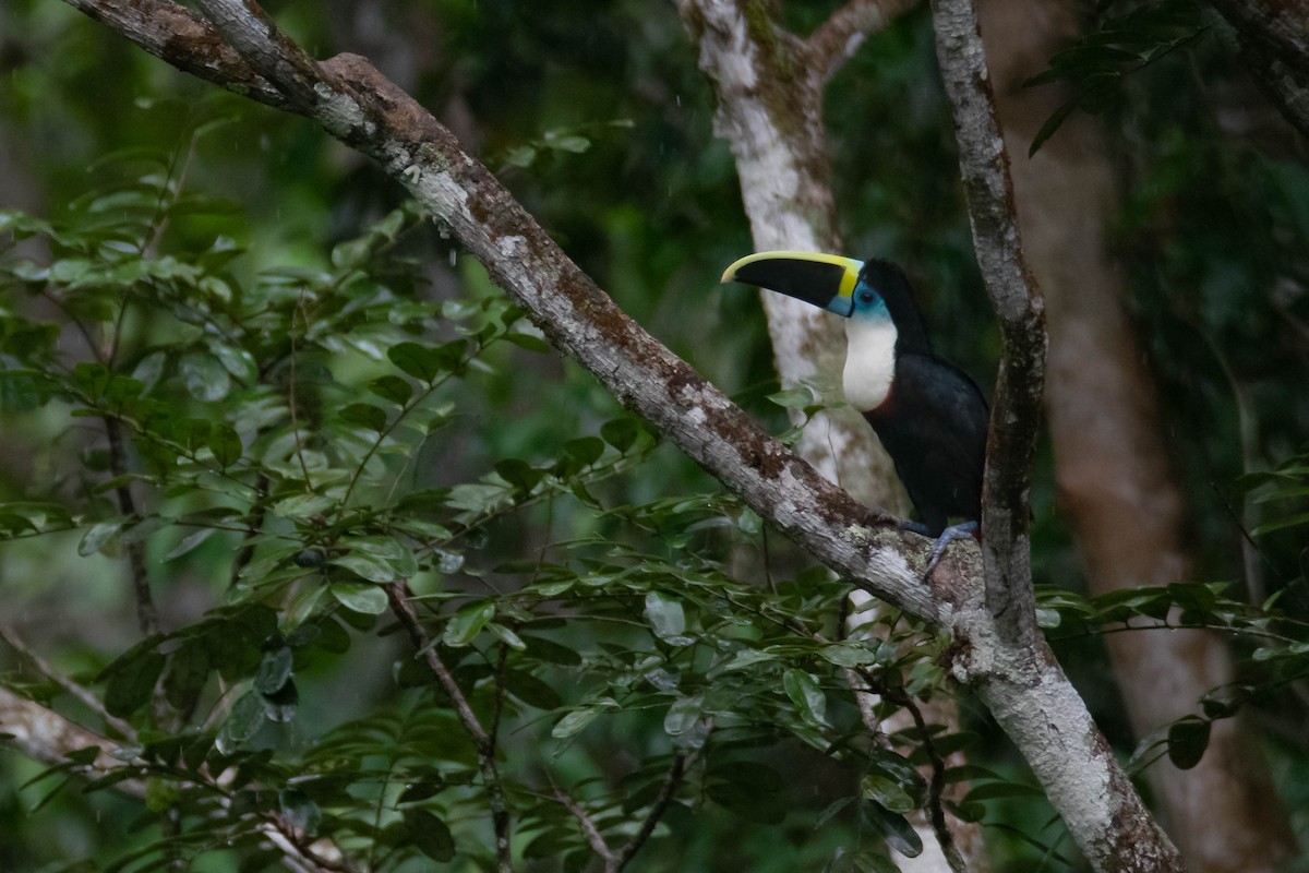 Channel-billed Toucan - ML647525956