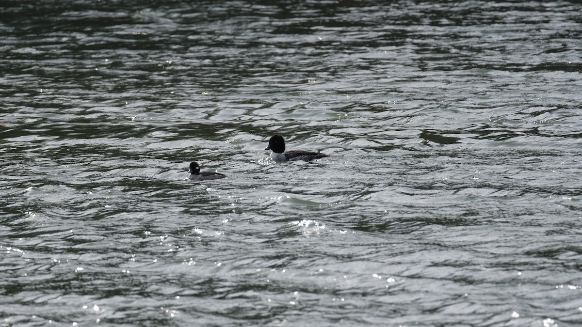 Murgilari islandiarra - ML647525957