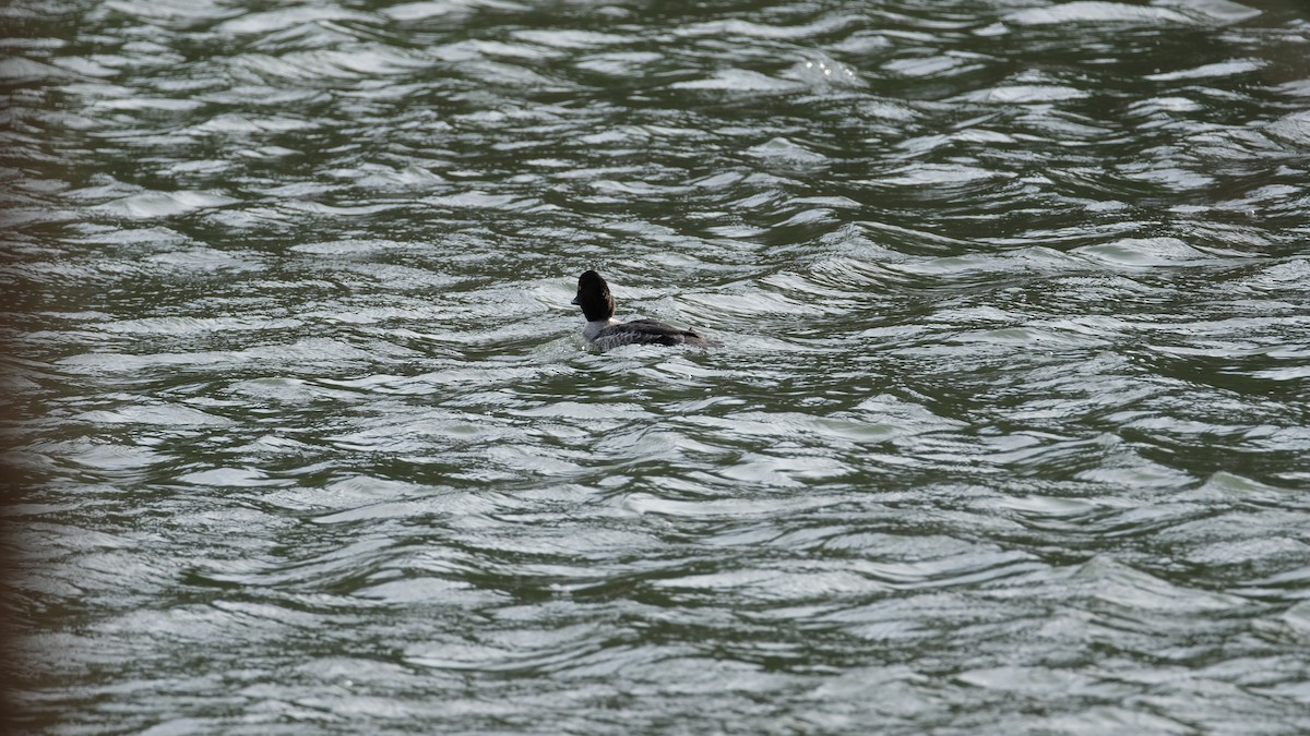 Murgilari islandiarra - ML647525964