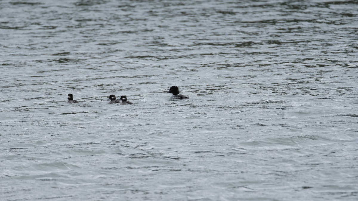 Murgilari islandiarra - ML647525967