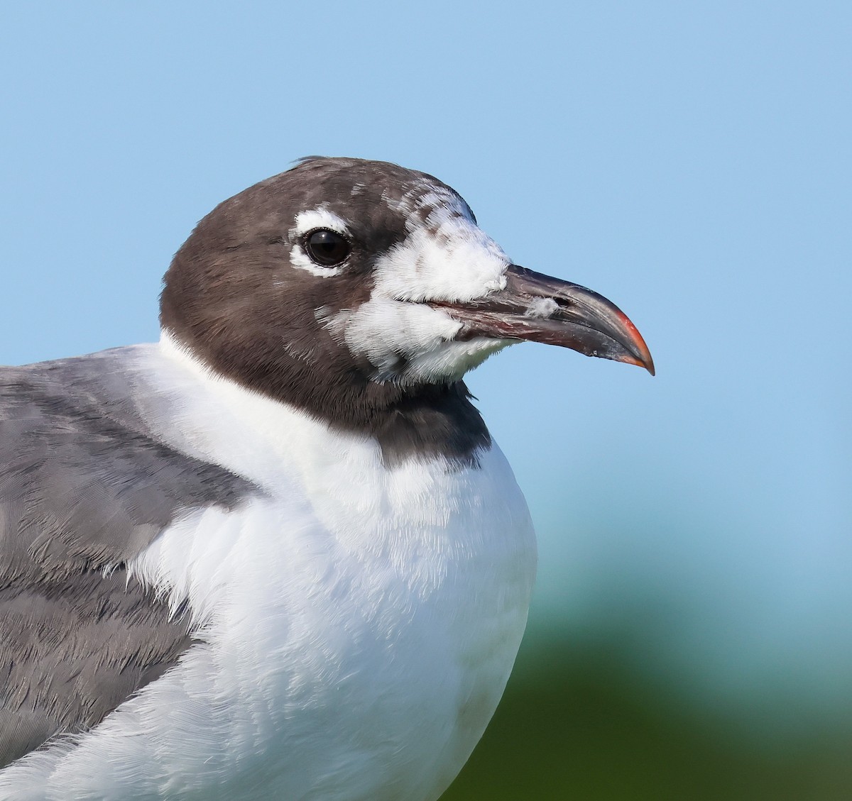 Gabbiano sghignazzante - ML647525968