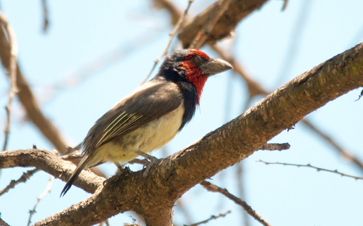 Лібія чорношия - ML647525975