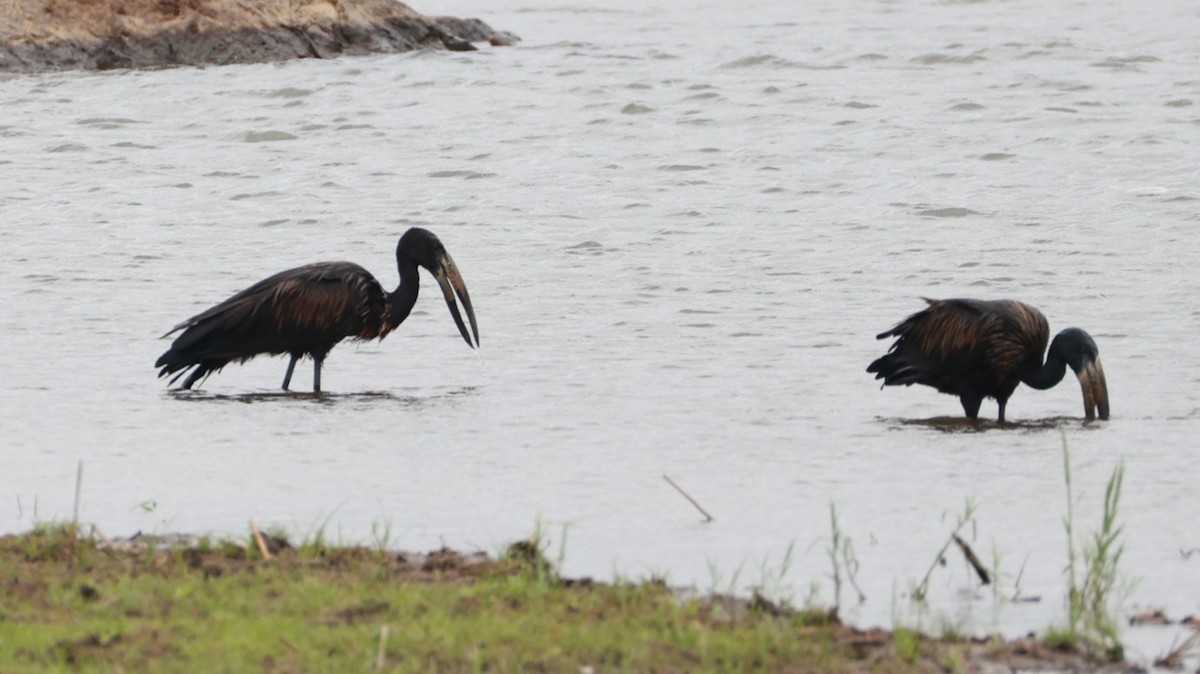 African Openbill - ML647525976