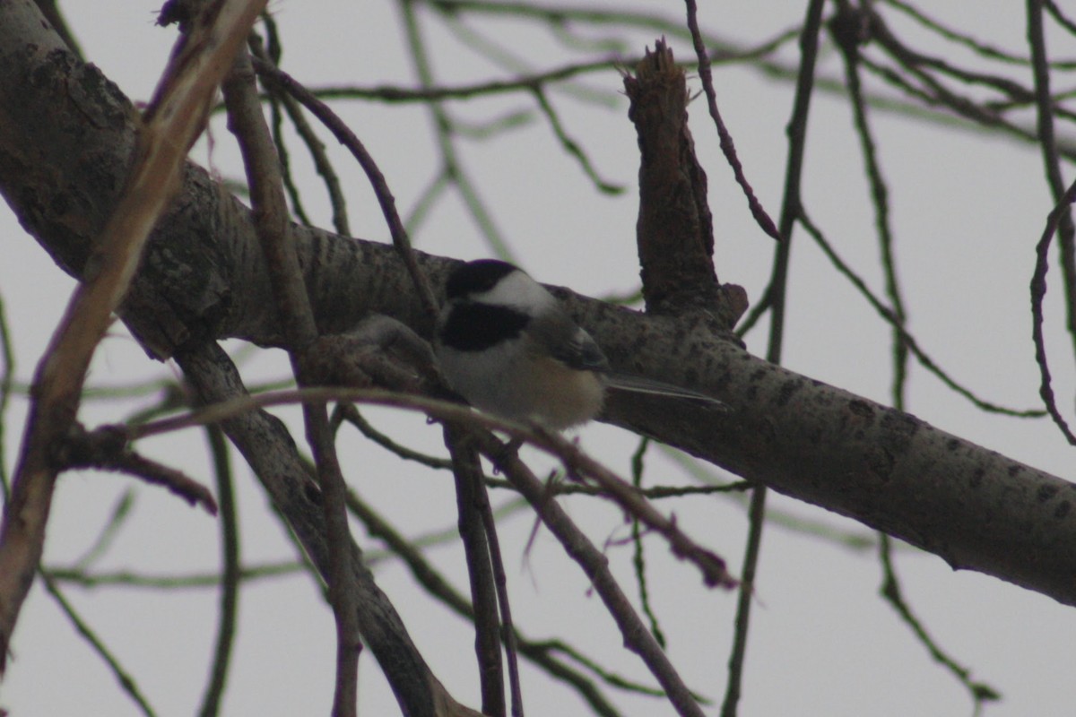 Гаїчка світлокрила - ML647525981