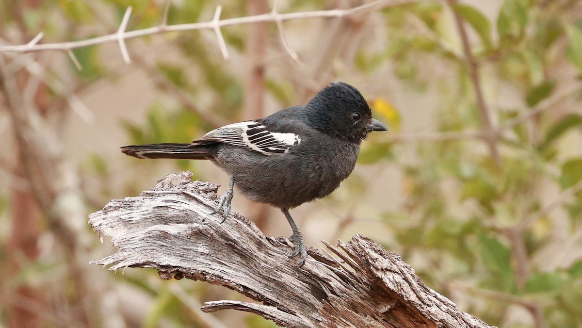 Чёрная синица - ML647526013