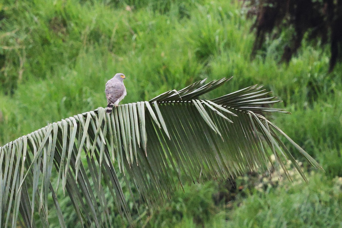 Roadside Hawk - ML647526014