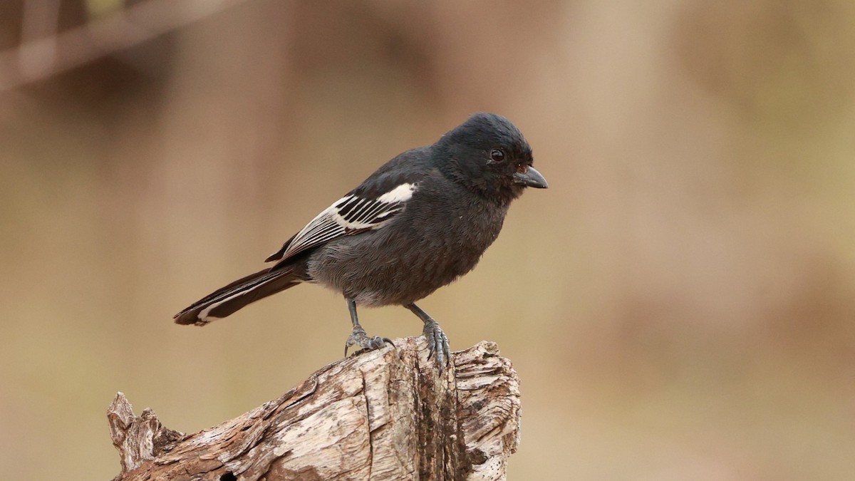 Чёрная синица - ML647526035