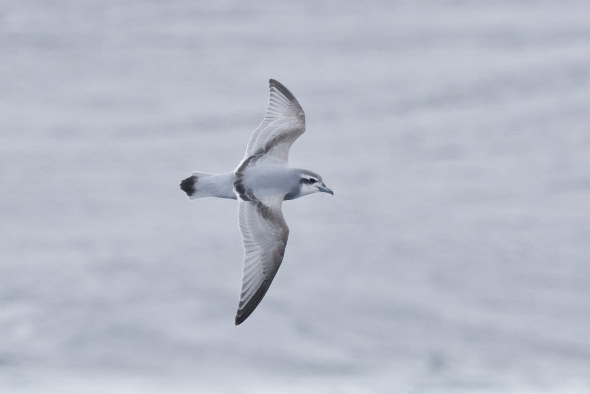 Пріон антарктичний - ML647526059