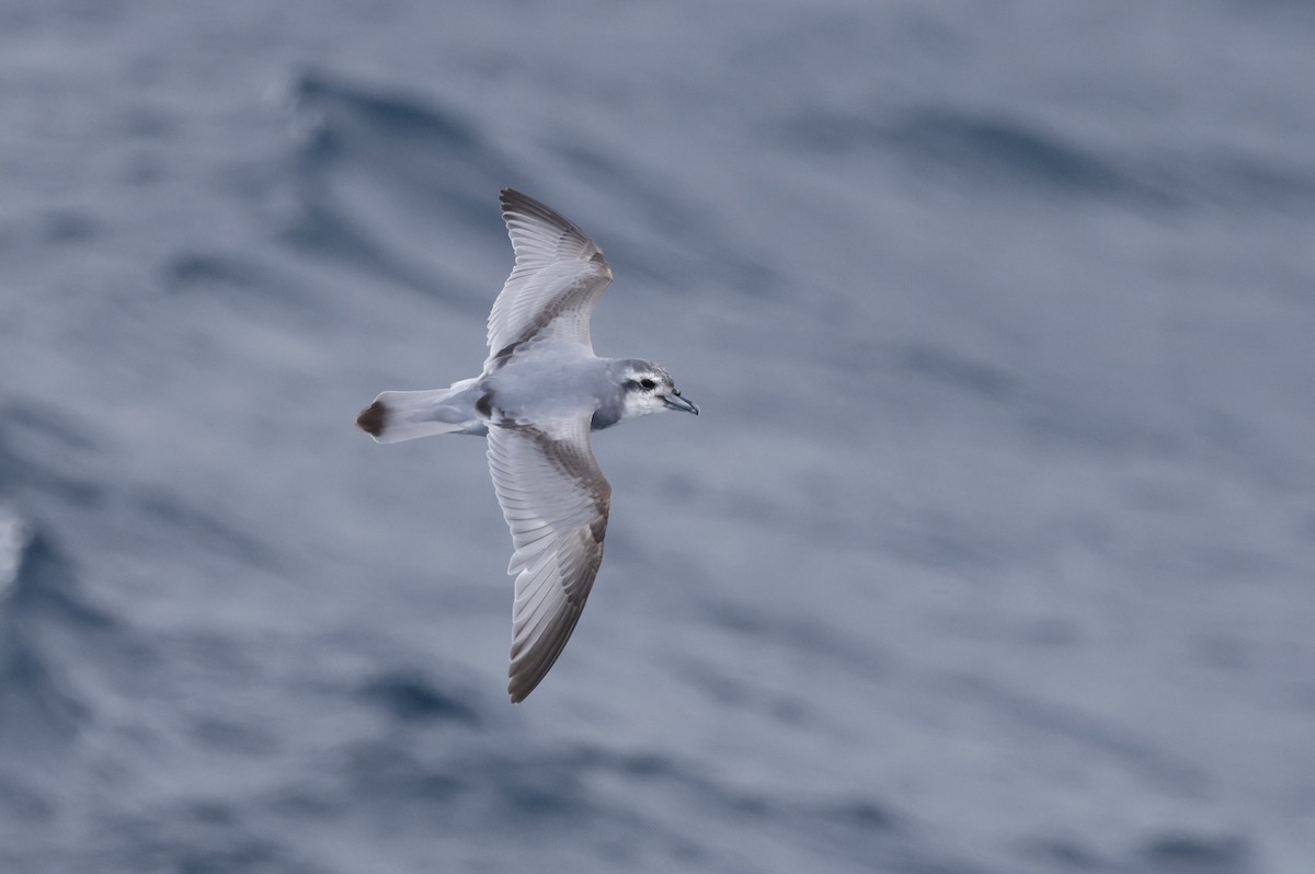 Пріон антарктичний - ML647526061