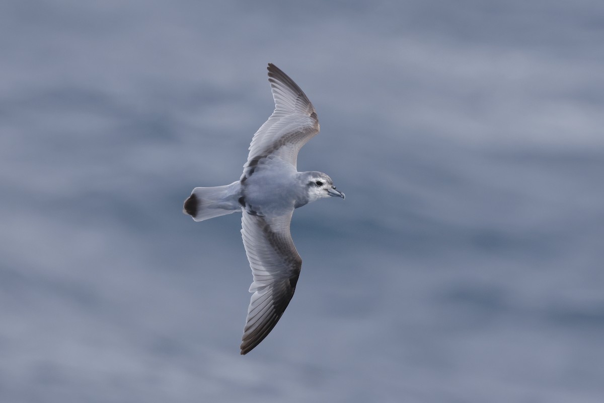 Пріон антарктичний - ML647526063