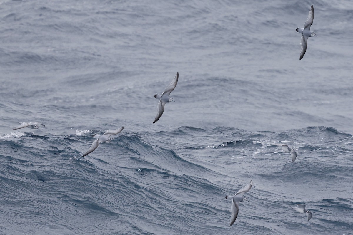 Пріон антарктичний - ML647526064