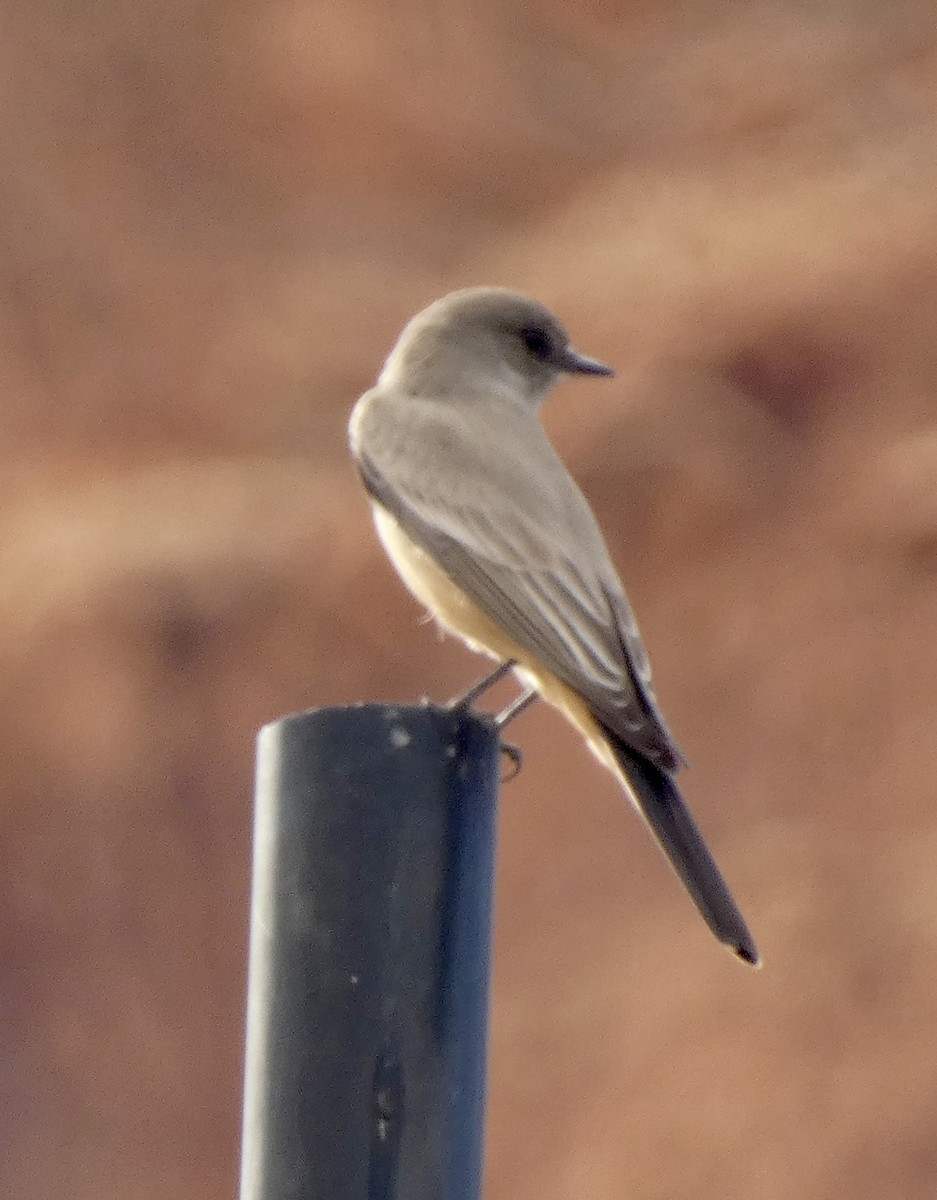 Moucherolle à ventre roux - ML647526081