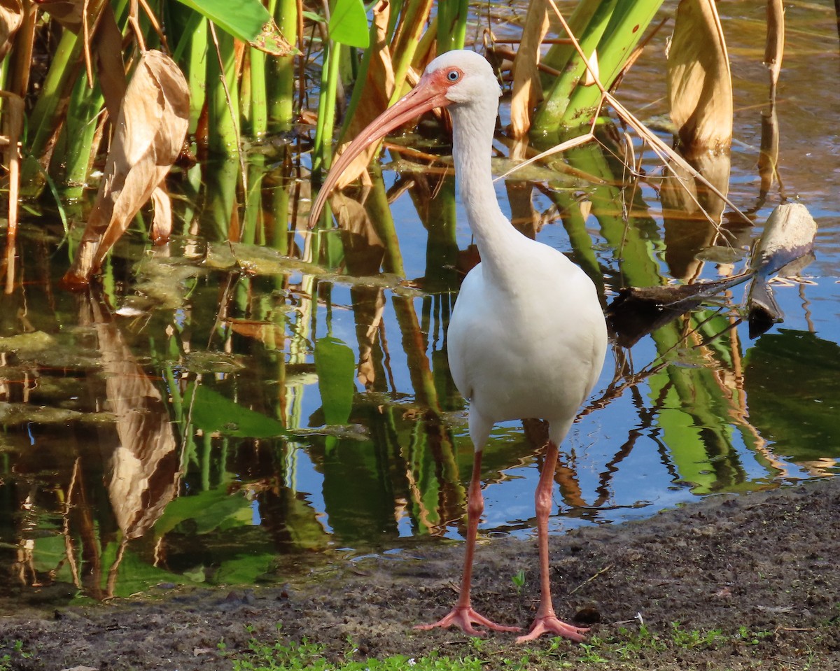 White Ibis - ML647526100