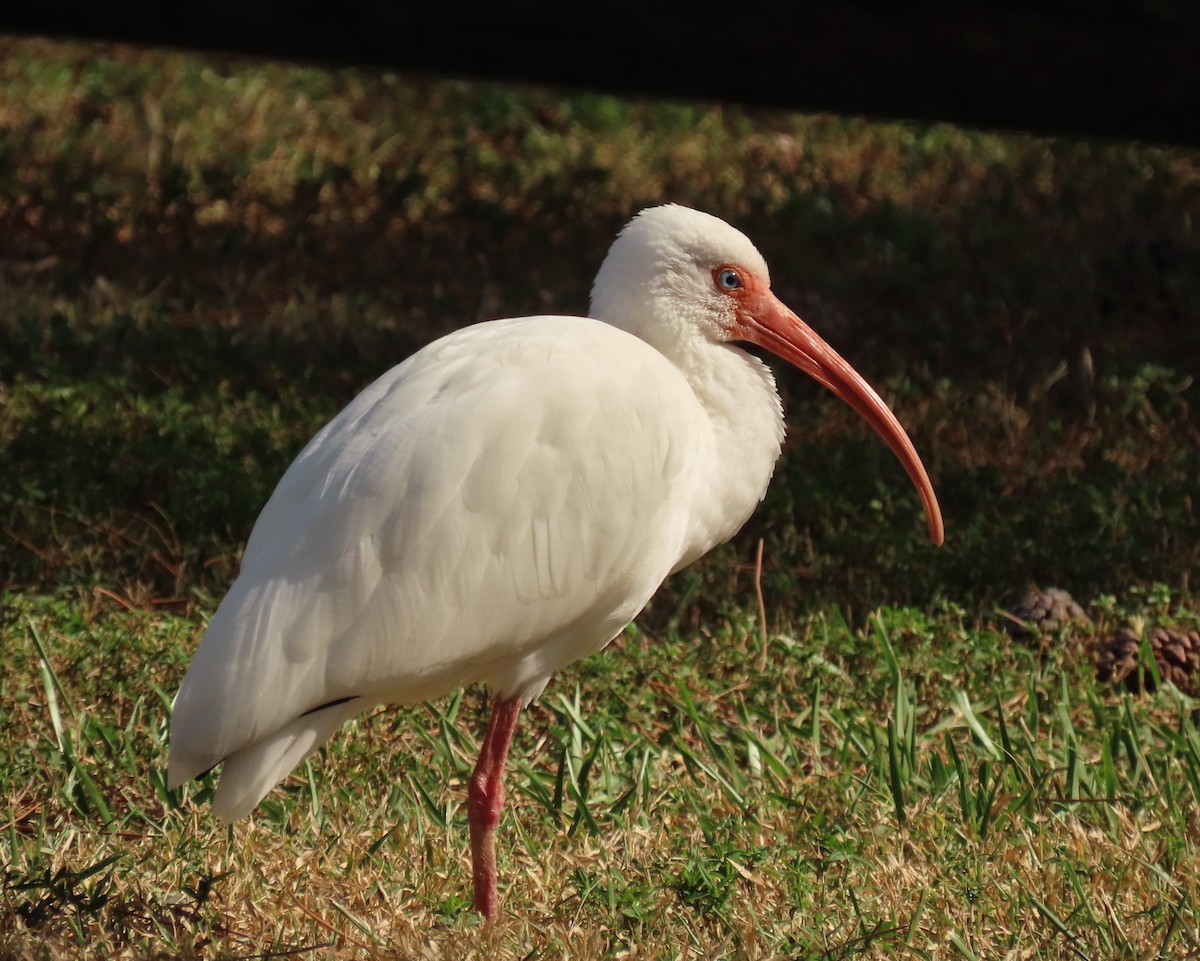 White Ibis - ML647526101