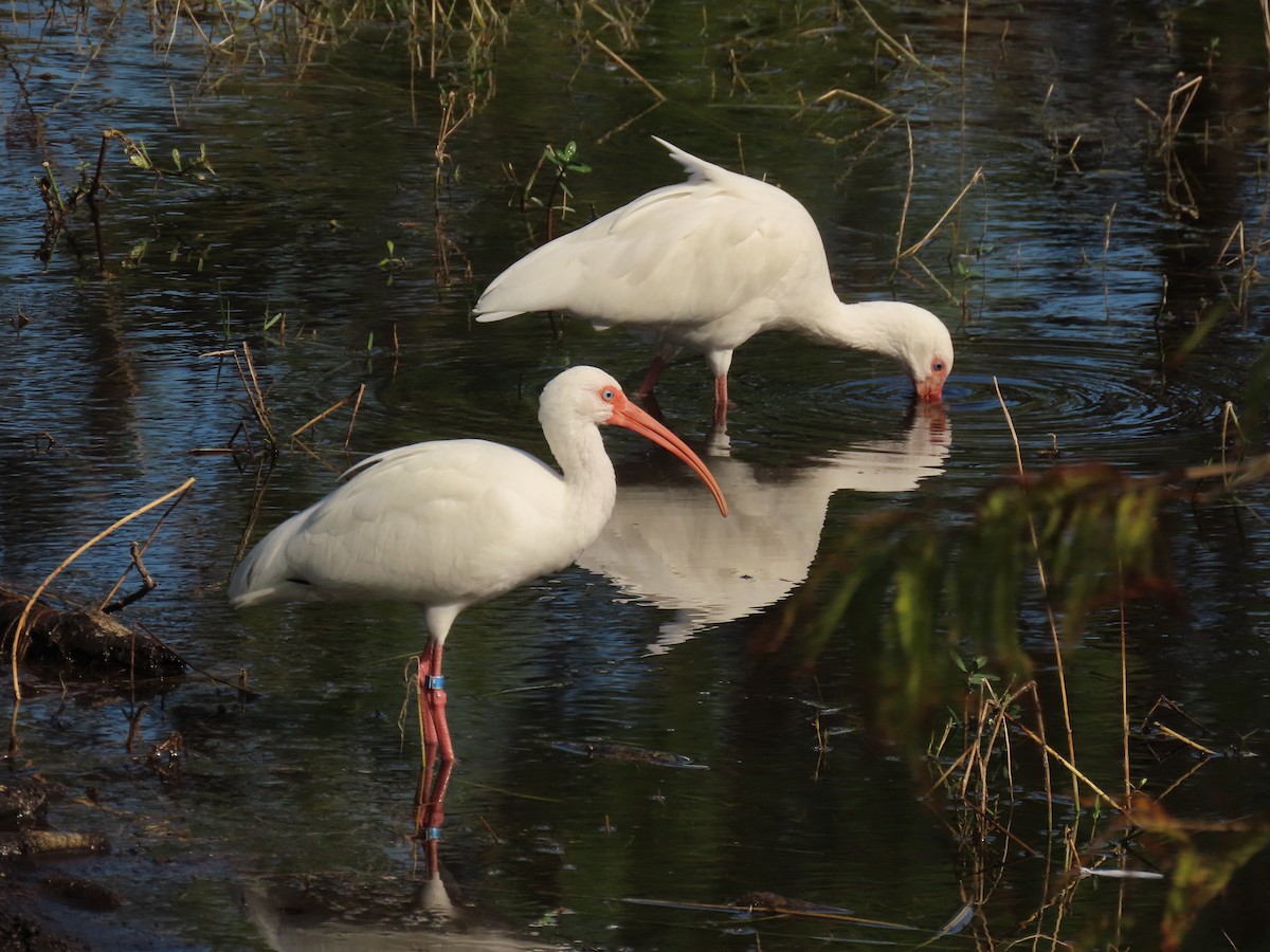 White Ibis - ML647526102