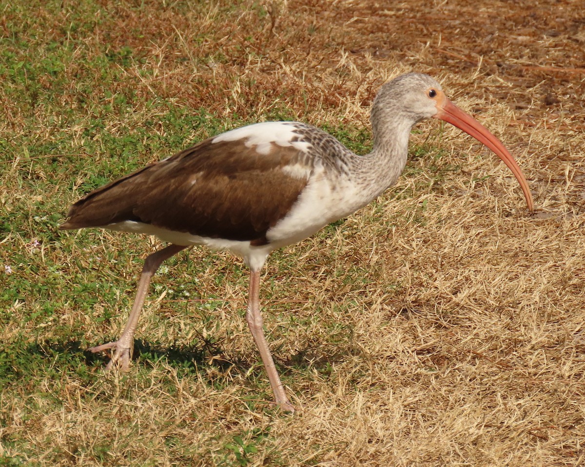 White Ibis - ML647526104