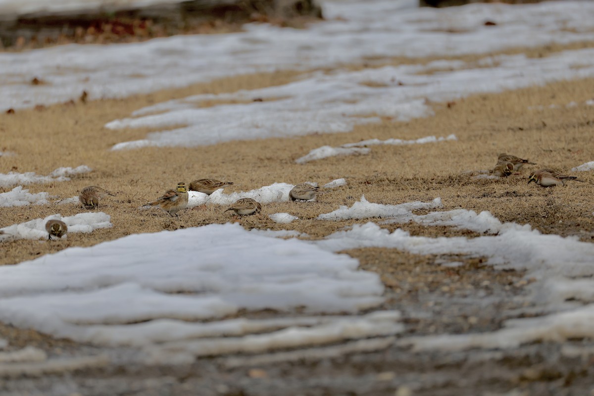 Жайворонок рогатий - ML647526109