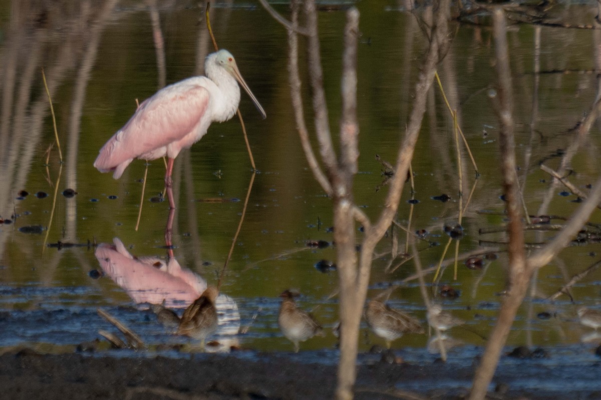 Roseate Spoonbill - ML647526183