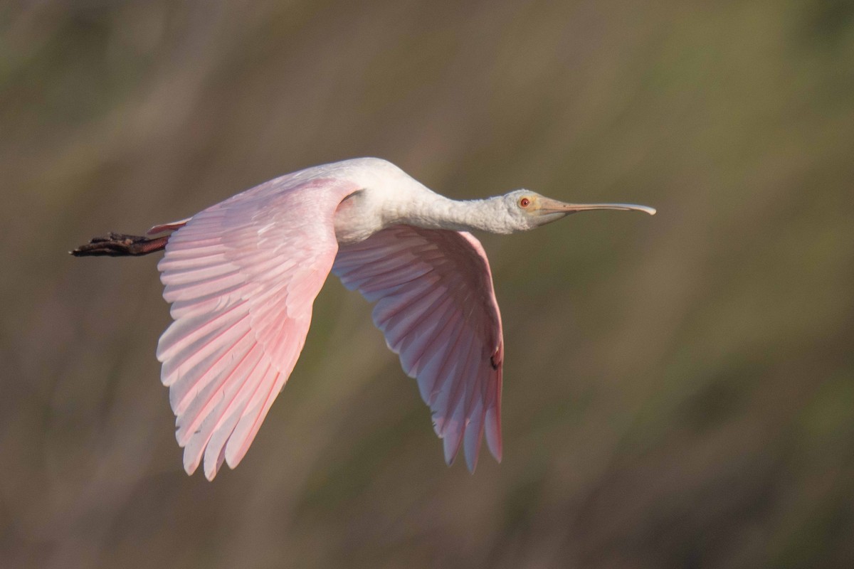 Roseate Spoonbill - ML647526187