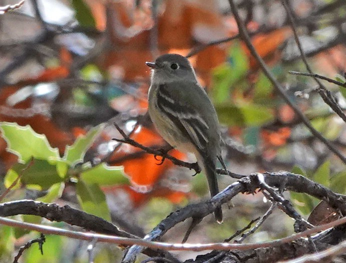 Hammond's Flycatcher - ML647526197