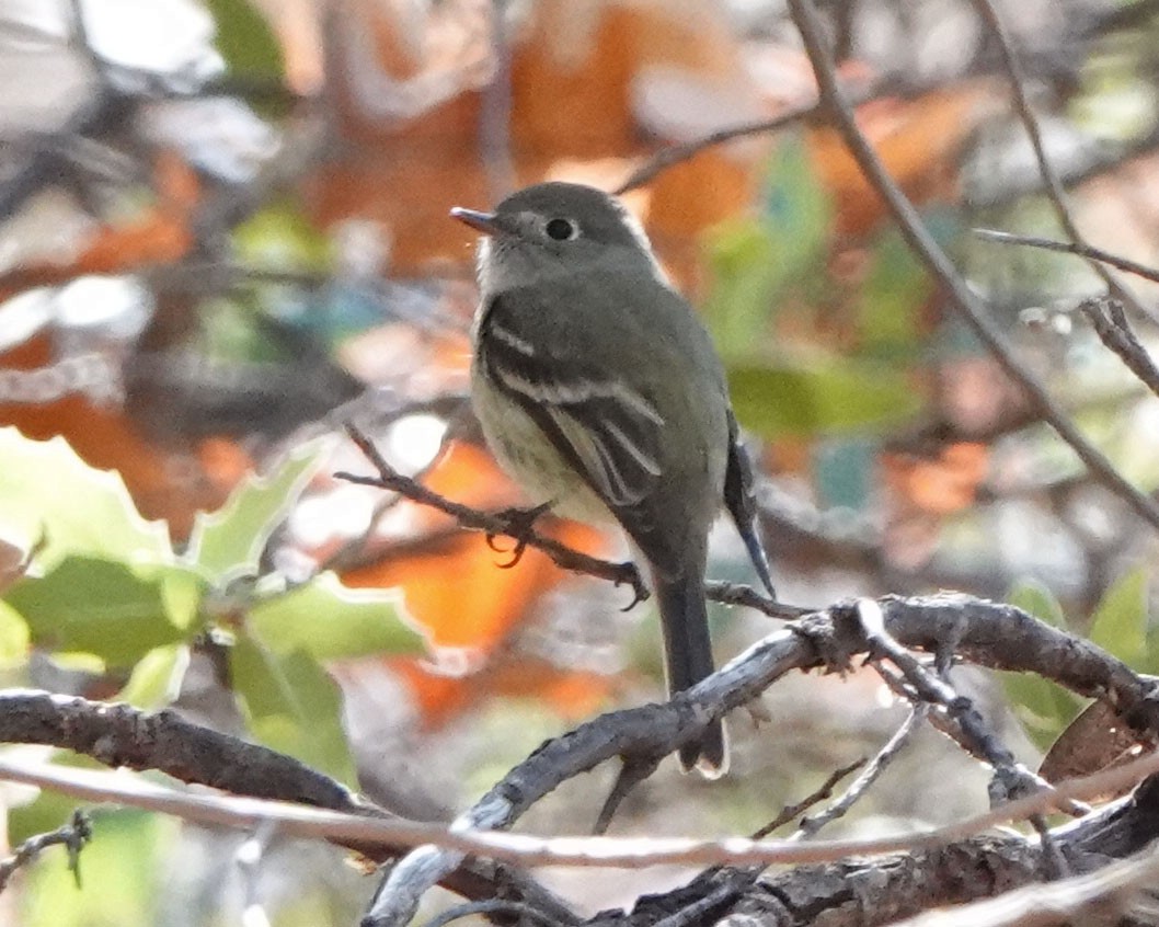 Hammond's Flycatcher - ML647526198