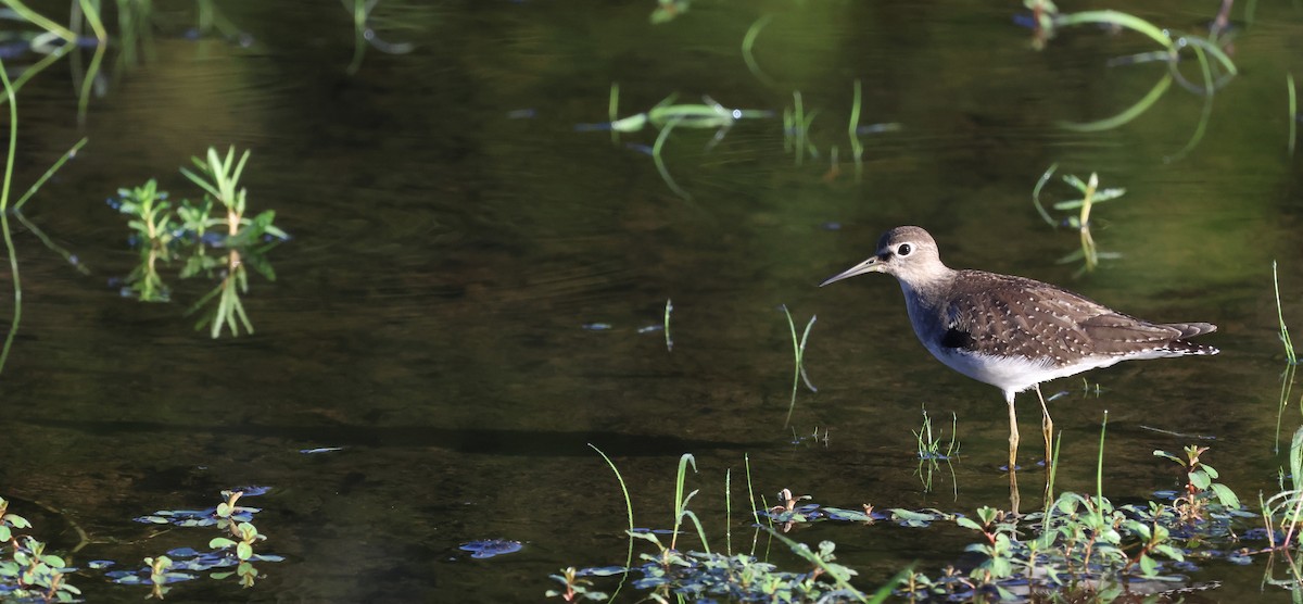 Solitary Sandpiper - ML647526203