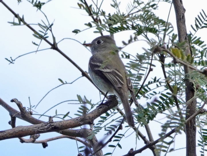 Hammond's Flycatcher - ML647526223